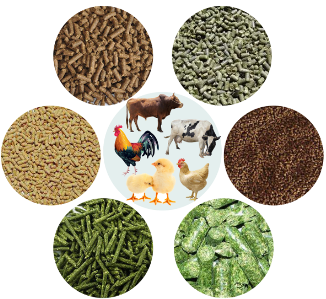 مواد اولیه خوراک طیور
